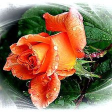 Cross stitch pattern: #620317