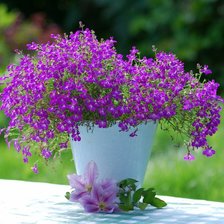 Cross stitch pattern: #622099