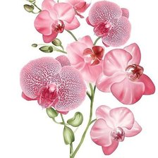 Cross stitch pattern: #622327