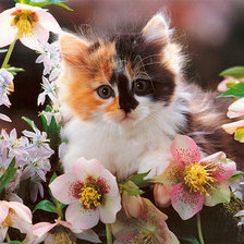 Cross stitch pattern: #624916