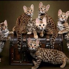 Cross stitch pattern: #626126