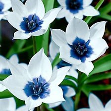Cross stitch pattern: #627703