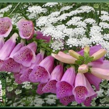 Cross stitch pattern: #627708