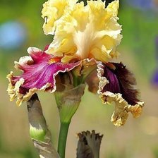 Cross stitch pattern: #627898