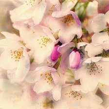 Cross stitch pattern: #628842