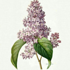 Cross stitch pattern: #628860