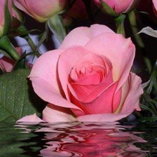 Cross stitch pattern: #633392