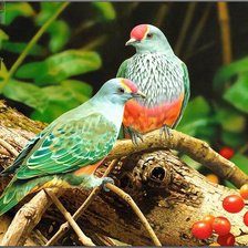 Cross stitch pattern: #633737