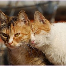 Cross stitch pattern: #635154