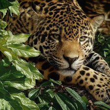 Cross stitch pattern: #637443