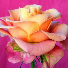 Cross stitch pattern: #639743