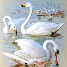 Cross stitch pattern: #641611