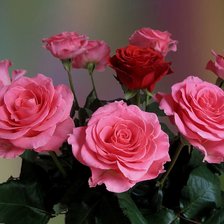 Cross stitch pattern: #645216
