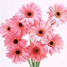 Cross stitch pattern: #645283