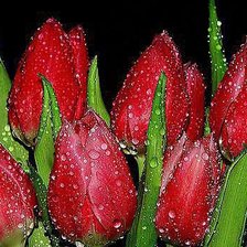 Cross stitch pattern: #645293