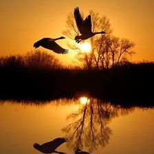 Cross stitch pattern: #645313