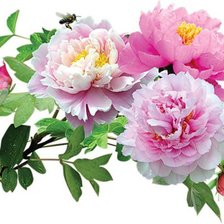 Cross stitch pattern: #647505