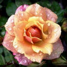 Cross stitch pattern: #650747