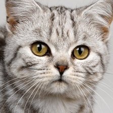 Cross stitch pattern: #651111