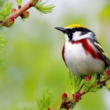 Cross stitch pattern: #652286