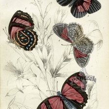 Cross stitch pattern: #652919