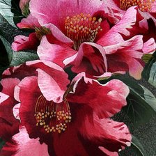 Cross stitch pattern: #654153