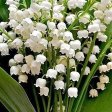Cross stitch pattern: #655546