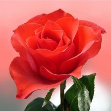 Cross stitch pattern: #657651