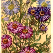 Cross stitch pattern: #657722