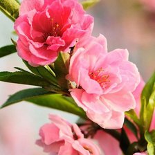 Cross stitch pattern: #659644