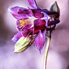 Cross stitch pattern: #664011