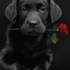 Cross stitch pattern: #664030