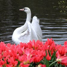 Cross stitch pattern: #665750
