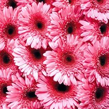 Cross stitch pattern: #665819