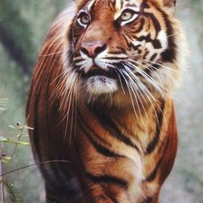 Cross stitch pattern: #666859