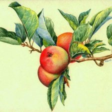 Cross stitch pattern: #668173