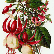 Cross stitch pattern: #673227