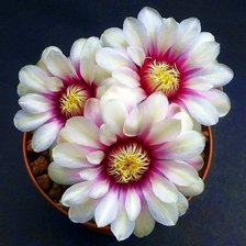 Cross stitch pattern: #674997