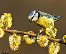 Cross stitch pattern: #675002