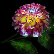 Cross stitch pattern: #676827