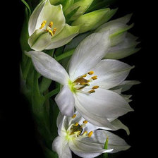 Cross stitch pattern: #676830