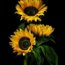 Cross stitch pattern: #676835