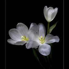 Cross stitch pattern: #676838