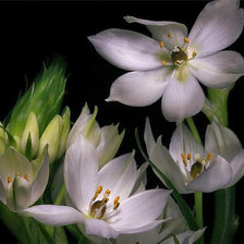 Cross stitch pattern: #676848