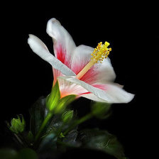 Cross stitch pattern: #676853