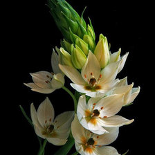 Cross stitch pattern: #676857