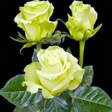 Cross stitch pattern: #676862