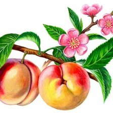 Cross stitch pattern: #677639