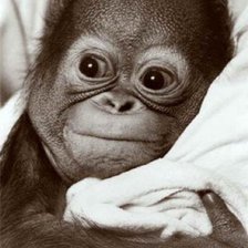 Cross stitch pattern: #679570