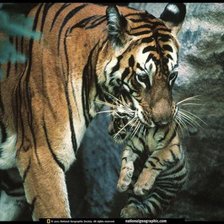 Cross stitch pattern: #679630